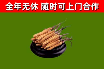 潜山市烟酒回收冬虫夏草.jpg